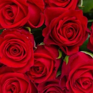 Meet your Posher, Mandy